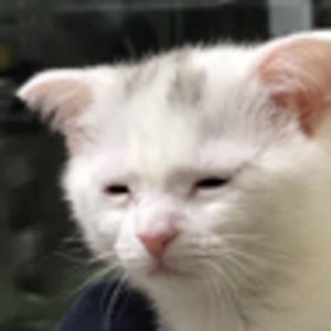 Meet your Posher, Jack